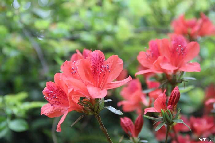 清明节回家挂青-探寻春天的花红树绿