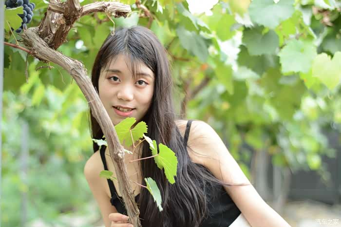 二哈葡萄园采摘记,我家小妹儿大片特写