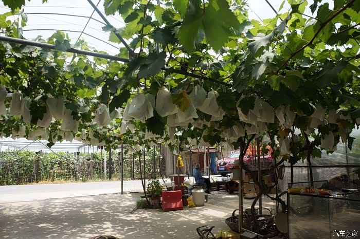 魔都台风鲜格格开rx8摘葡萄追台风