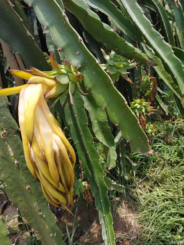 【横市小自驾】果园自采之仙人掌科的火龙果