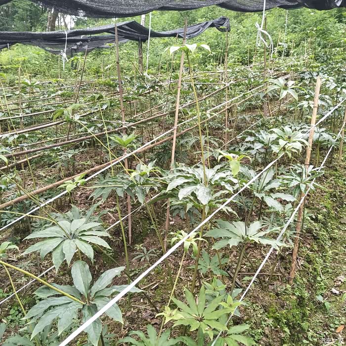 【四川长安suv联盟】带你认识重楼