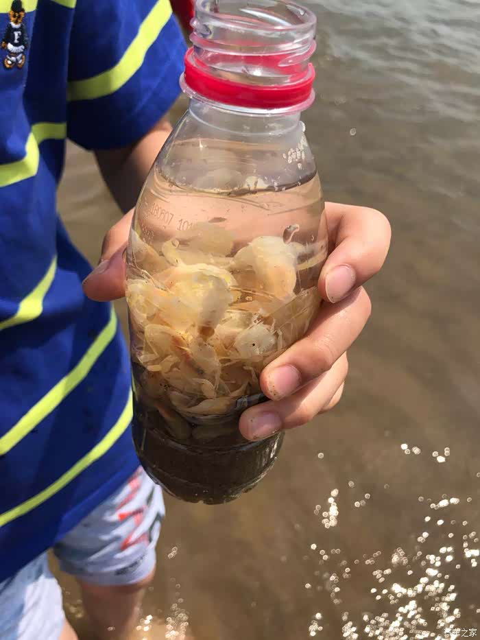 小朋友抓皮皮虾小崽子.