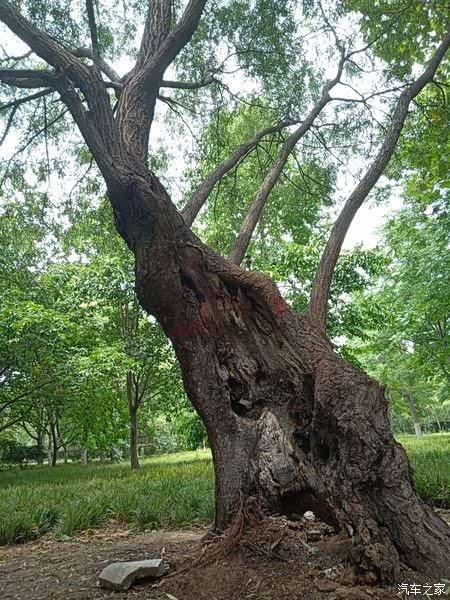 还有一颗树,树干靠土部位已然腐朽,但生命顽强在这里体现淋漓尽致