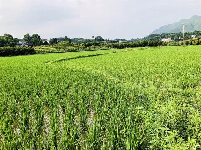 深圳cs75车友会097杜杜夏日的田野