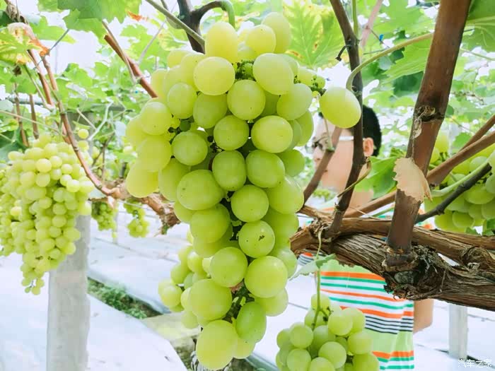 人车生活清凉一夏夏日周未游葡萄园游泳池泳装清凉一夏