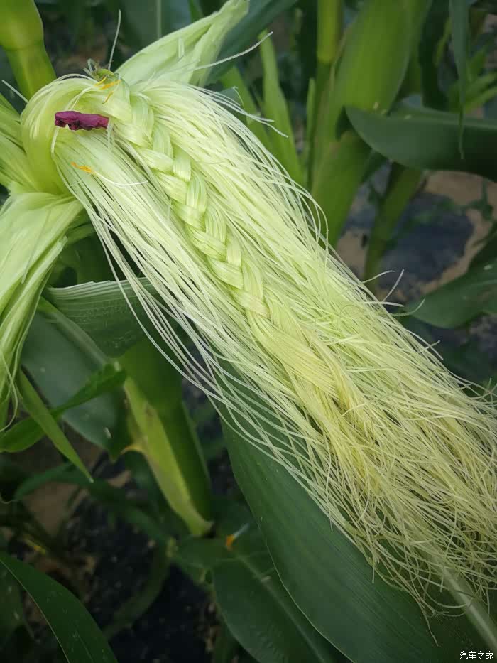 【图】惊讶兰州竟有超大玉米迷宫,就在甘肃榆中夏官营镇_甘肃论坛_汽