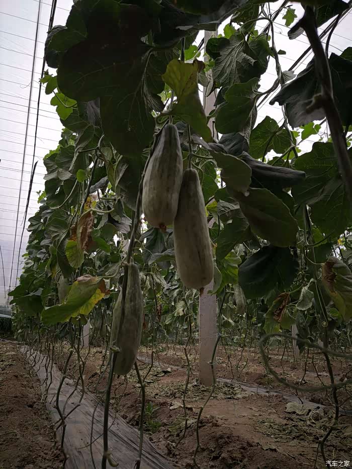 羊角蜜熟了,带上大白一起去采摘了