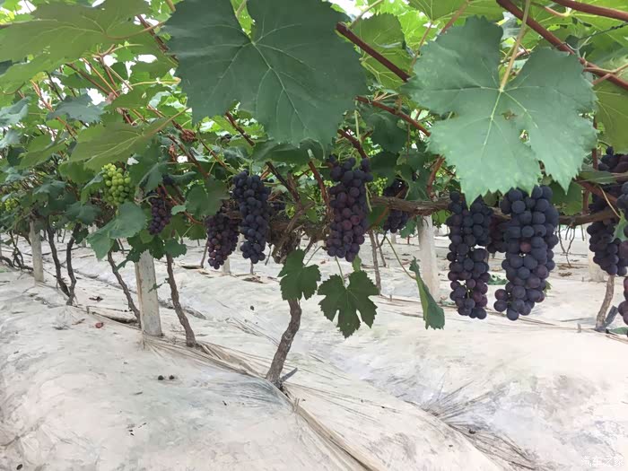 领克01开领克去南汇镇摘葡萄图