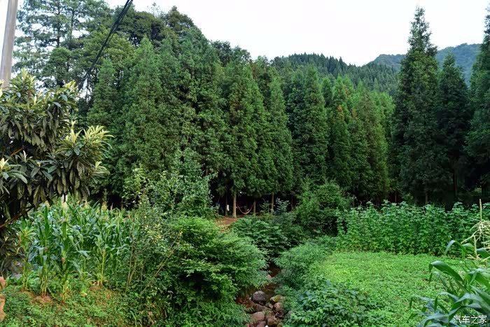 重庆cs35车友会t1153自驾35赴飞鸽林场寻清凉之地