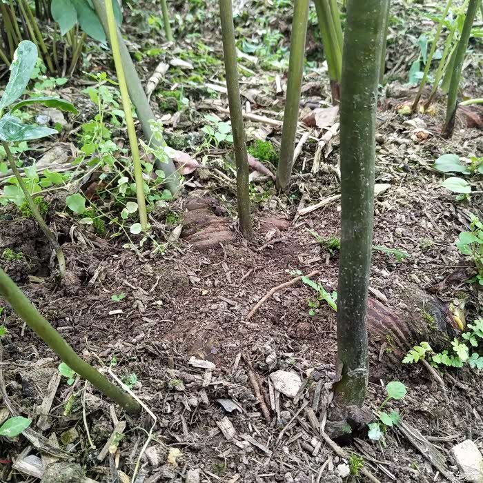 就是这株重楼王,隔着土都能看出来他块茎很大