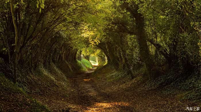 西双版纳的原始深林探秘幽静清爽