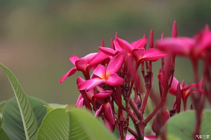 缅栀花又名红花鸡蛋花
