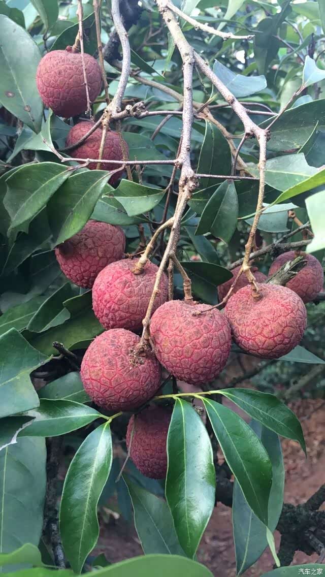 【广西壹家人车友会】自驾逸动xt回老家摘荔枝