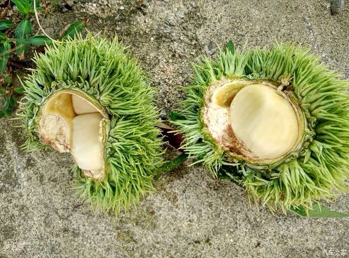 板栗虽未成熟,但嫩,甜