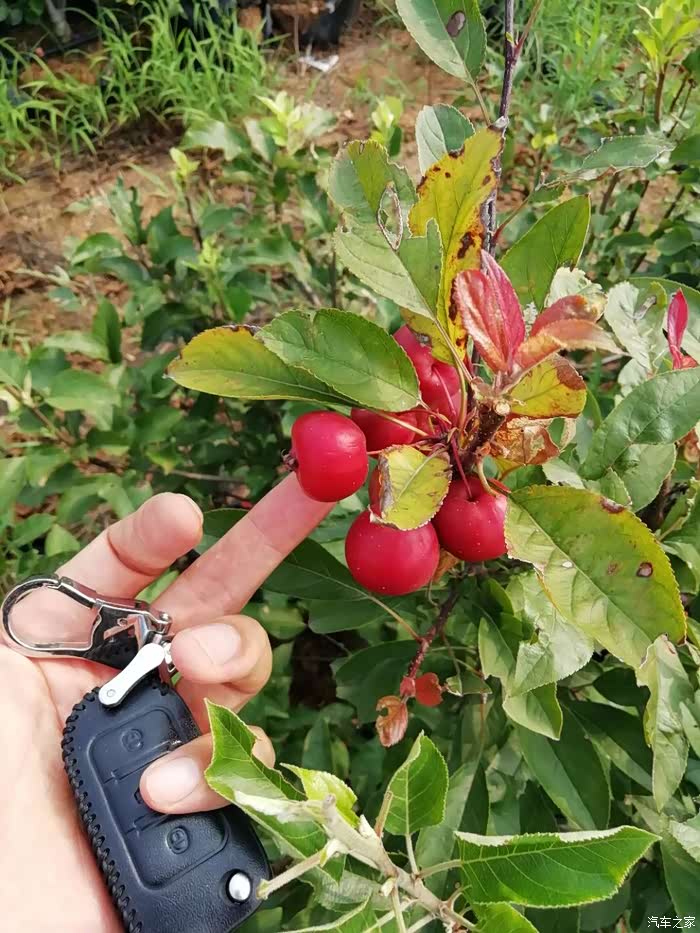 天热不能阻挡好奇-神奇的金丝瓜,苹果盆景