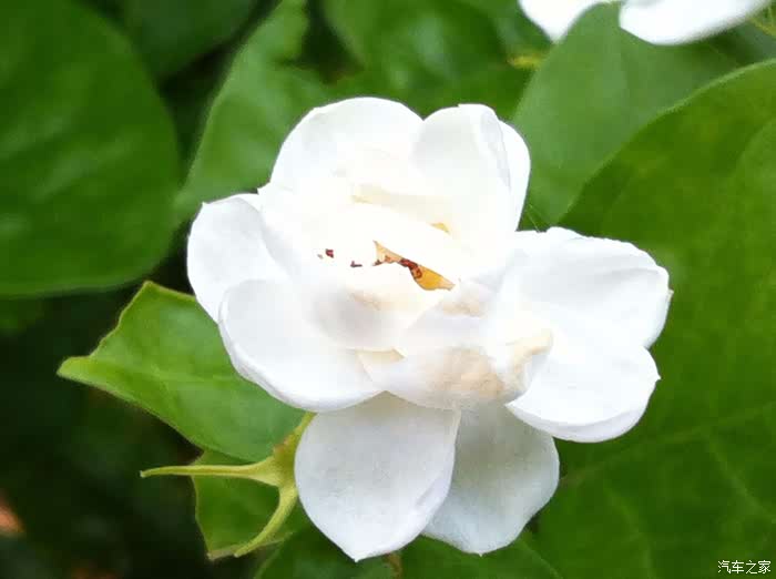 科技引领 触发未来#闻花香,盼偶遇,蒙丢丢中华茉莉园一日游