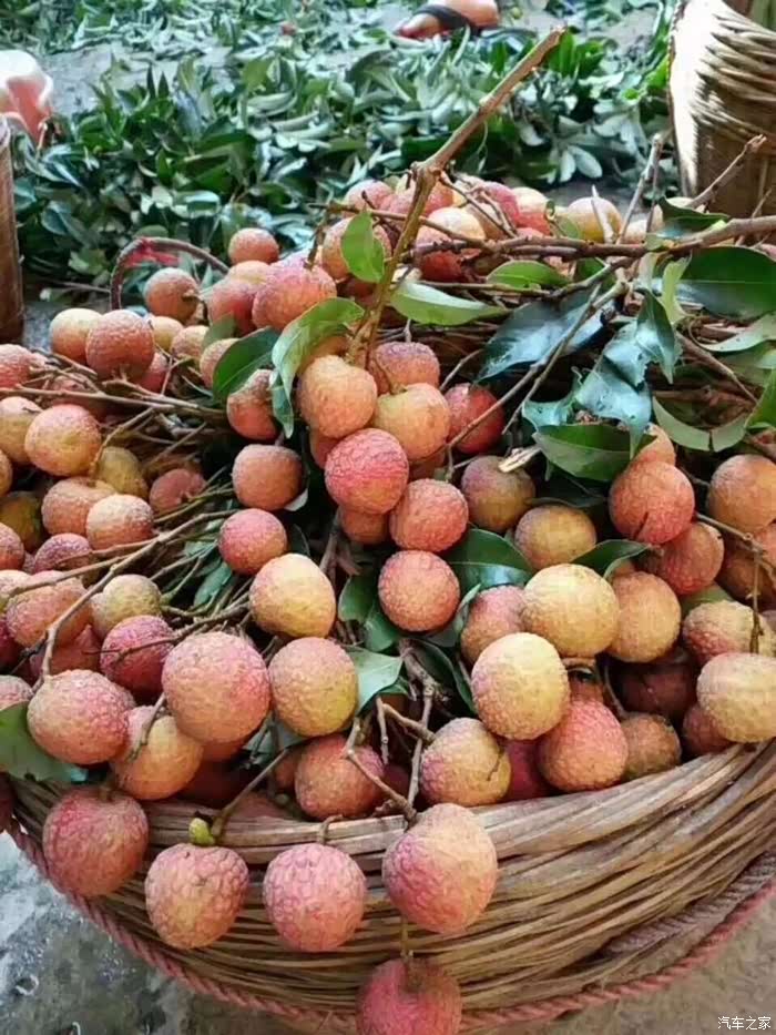 有小四,生活甜蜜蜜,东莞荔枝探"蜜"记!