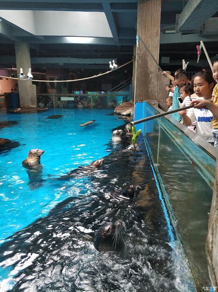 三伏天暢遊合肥海洋館