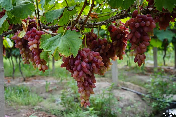 【无锡长安suv联盟】自驾游鸿山体验葡萄采摘季