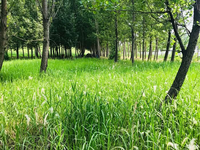 阳光微风小树林斜坡草坪这必将难忘的一次自驾之旅