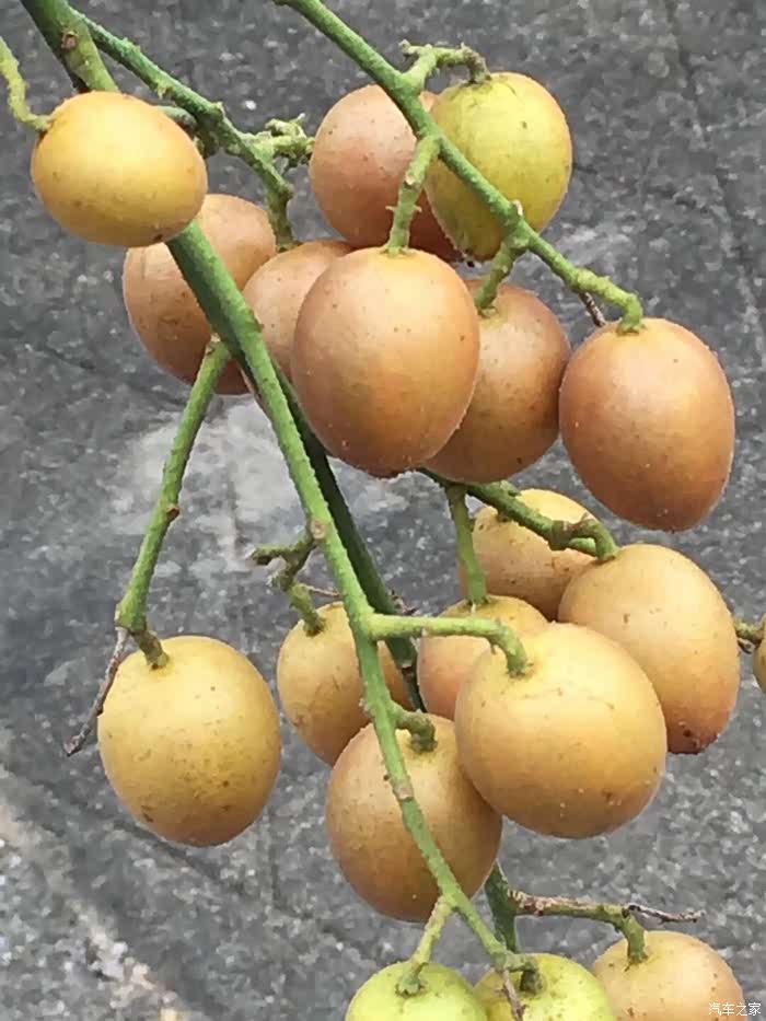 一种思乡情怀~摘黄皮!