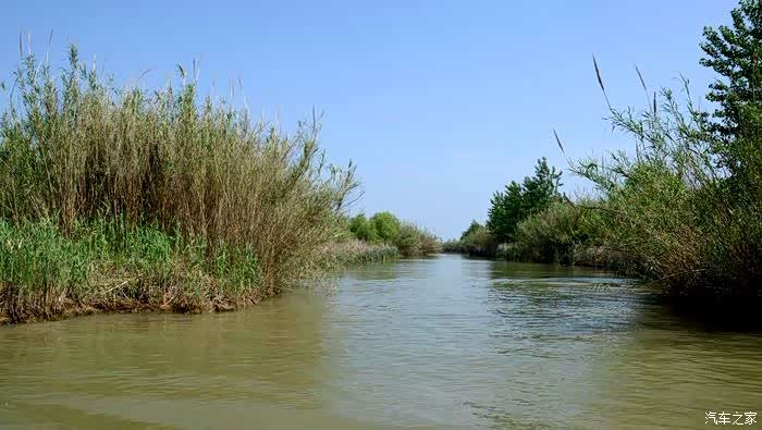 洪湖边的芦苇荡