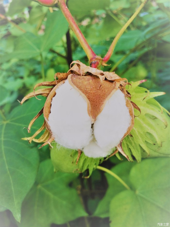 还种植棉花,结棉桃果子让只能见到棉制品  是奇