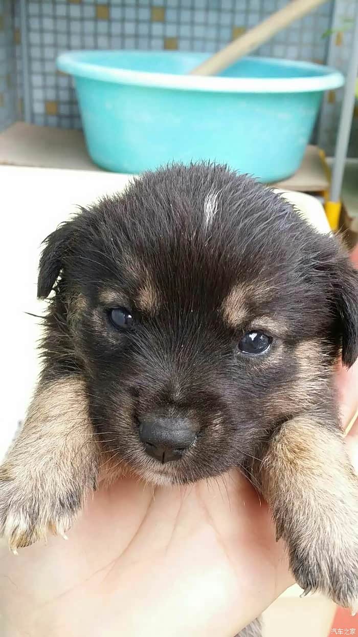 女同事捡了五只中华田园犬(小狗),大家帮忙.