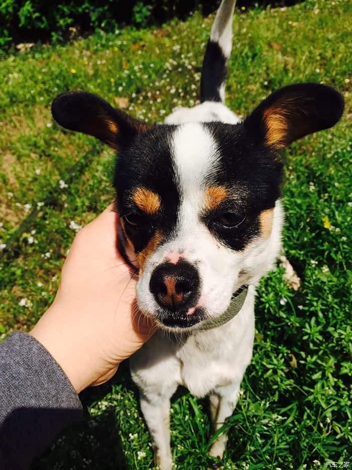 农村小土狗 奶牛色