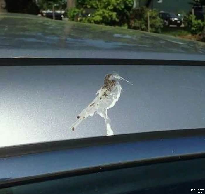 各位观众遇到这样的鸟粪在车上你们是擦还是不擦