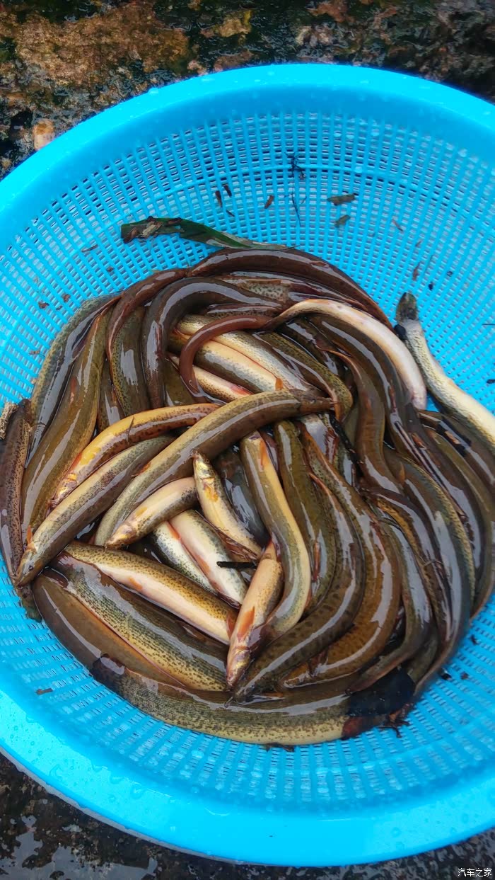 在大山沟里抓的这鱼蛮老了,煎着吃骨头都爵不了,用来煮粥估计不错