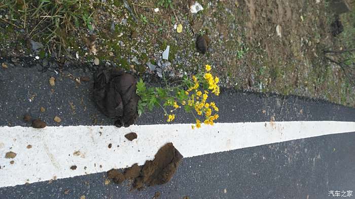 鮮花與牛糞