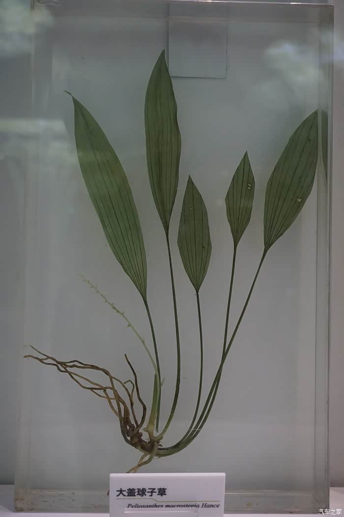 原色立体制作植物标本的新工艺