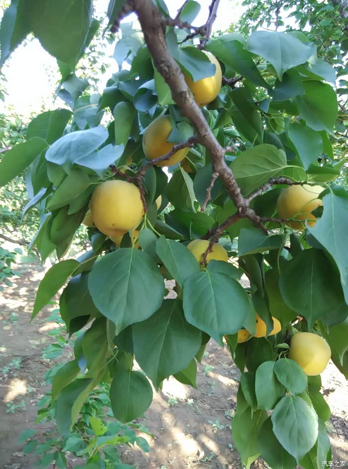 自驾游阳高摘杏