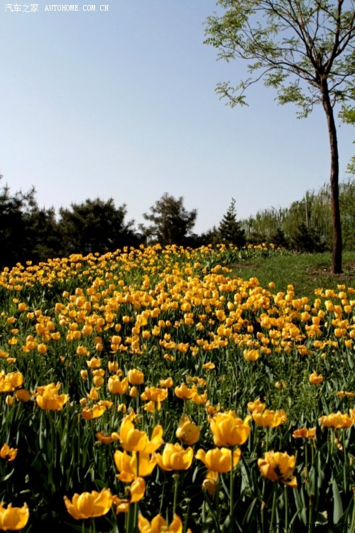 京郊自由行免费赏花顺义减河公园郁金香