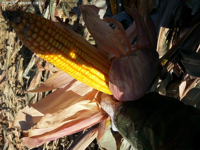 冰城小奔十一去鹤城收玉米满载丰收与希望