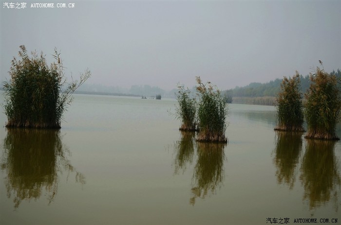 封丘县陈桥湿地鸟类保护区 青龙湖 纯自然风景