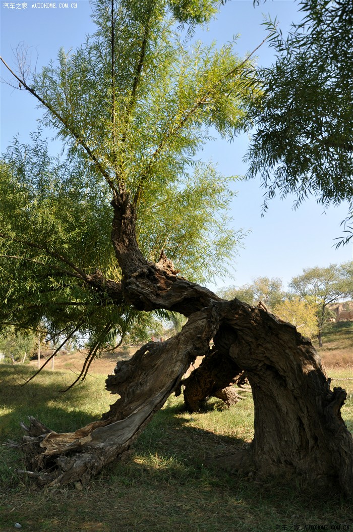 【图】国庆节老汉,老婆自驾逛陕北-看千年古柳-逛4000年古城遗址_陕西