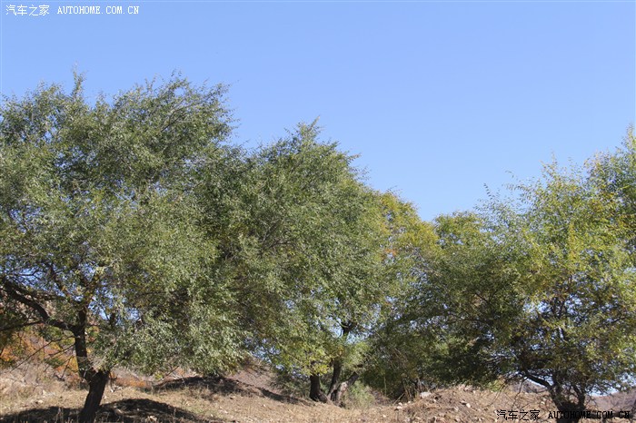 枯草丛中一点绿