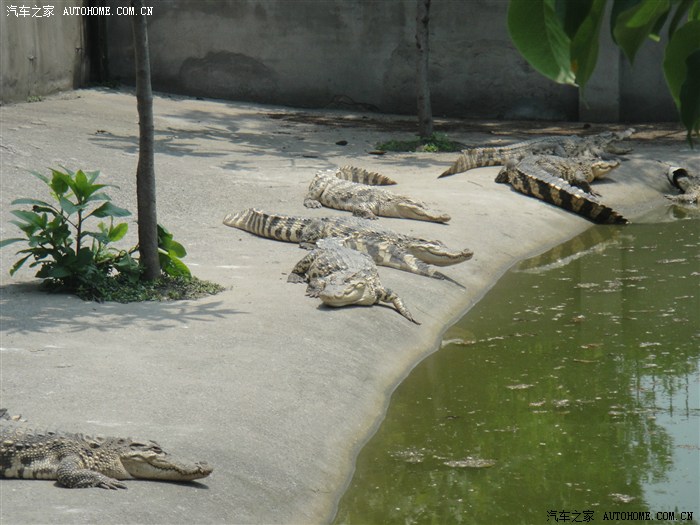 游览鳄鱼池胆小也可以看增加斗鳄鱼图片版主一定要射精