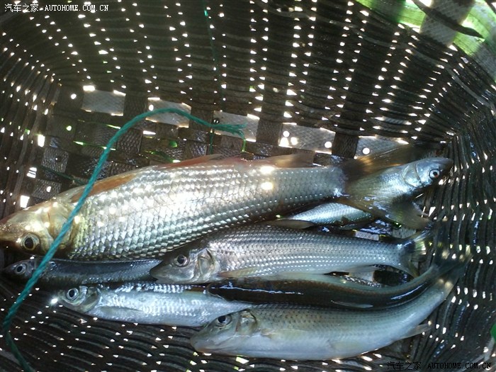 【图】国庆回湖南农村老家,乡村游pp,有抓鱼,有蜜蜂大战_花冠论坛