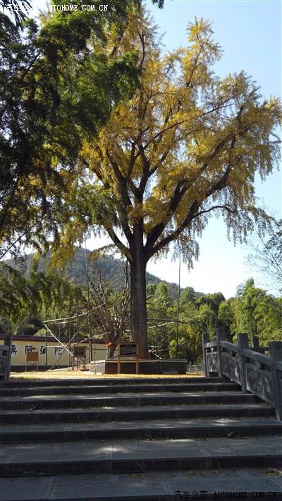 盛泽圆通寺银杏图片