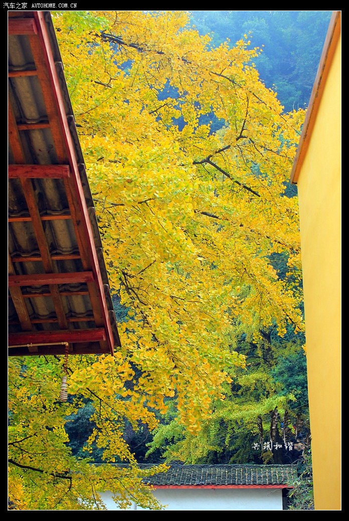 秋到深山古刹白岩寺免费赏银杏正当其时