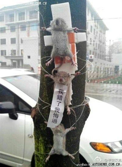 老鼠"偷"东西被抓"示众" 眼神萌翻网友