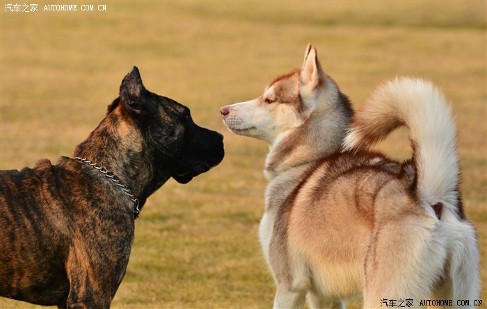 【动物】可爱的大狗狗