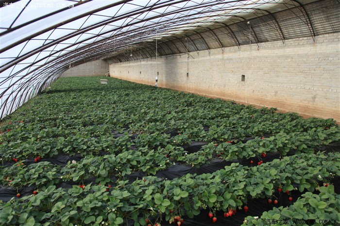 京郊兴寿草莓自驾采摘从田间到餐桌全纪录大红甜