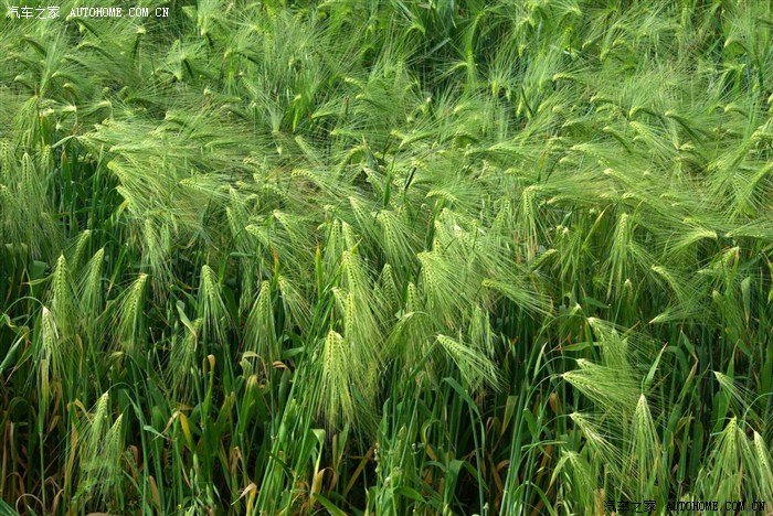 这里的青稞还绿油油的