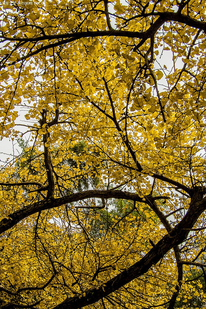 晚秋上海周边八都岕赏金色银杏太湖畔品美味湖鲜