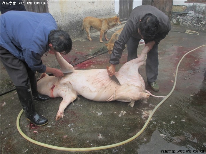 淋开水,准备拔猪毛.