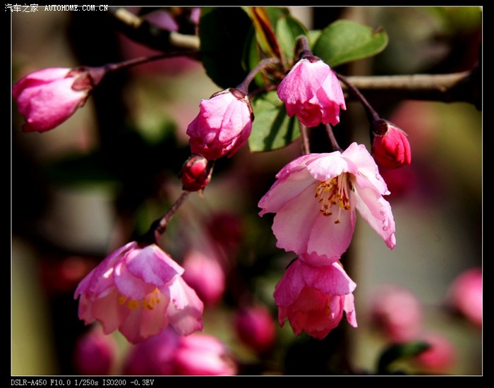 花卉万紫千红总是春2